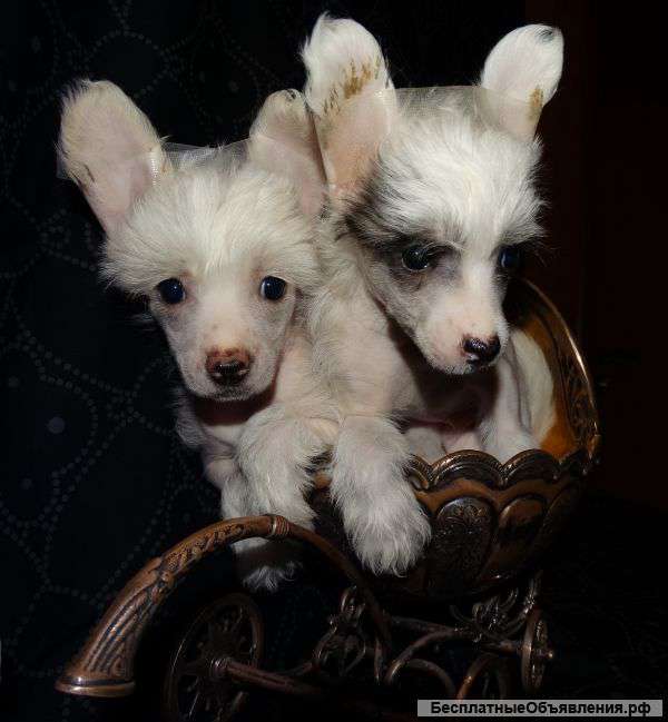 Китайская хохлатая собака, щенки