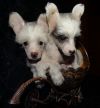 Китайская хохлатая собака, щенки