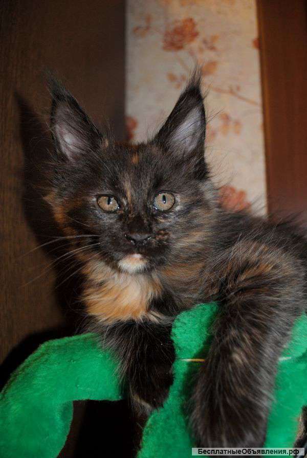 Мейн-куны девочки