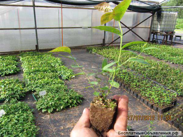 Саженцы малины