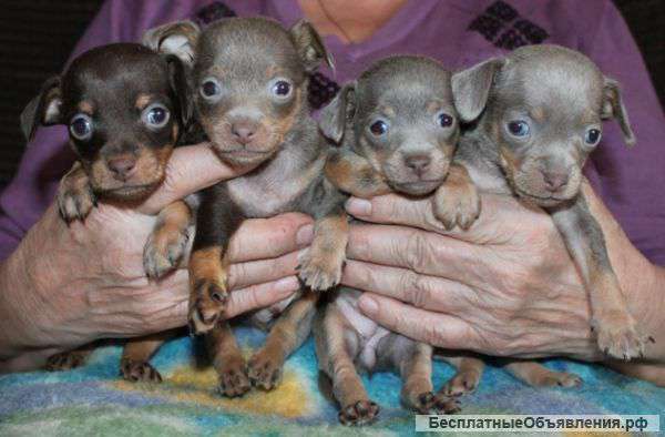 Той-терьер гл.ш. щенки с документами ркф