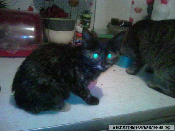 Котята ищут свою семью