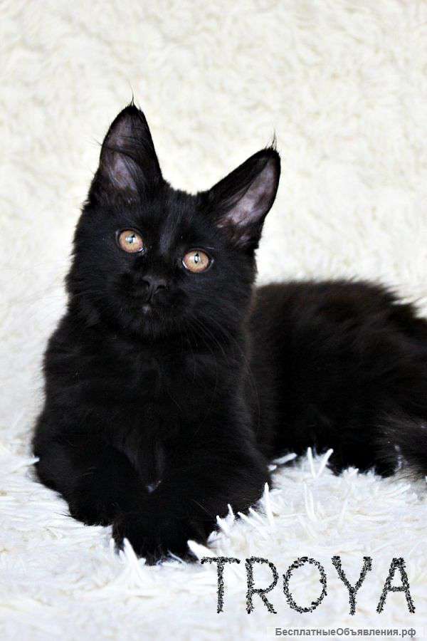 Элитная кошечка Мейн кун