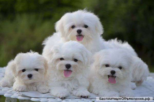 Мальчик мальтезе шоу класса