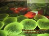 Красивые полимерные 3d полы
