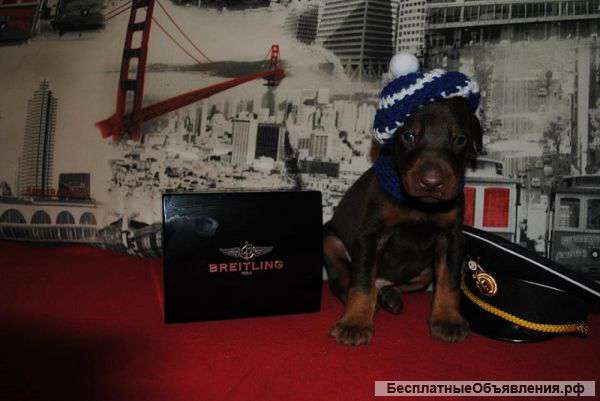 Щенки добермана