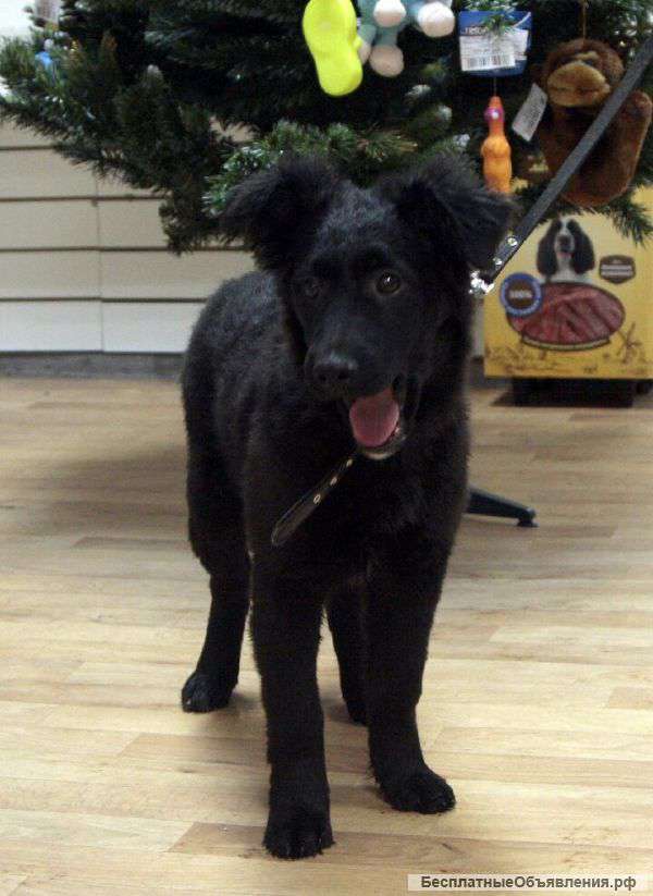 Отдам в хорошие руки