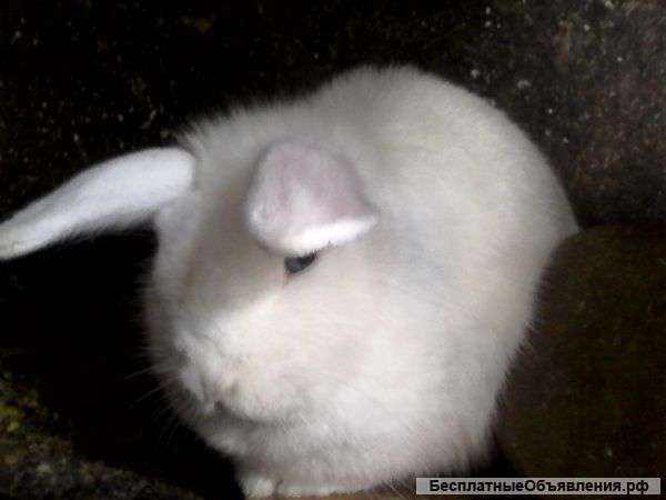 Декоративных кроликов