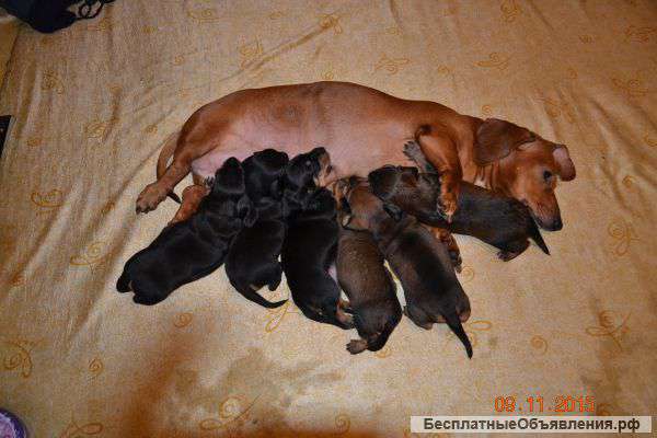 Щенки породы такса
