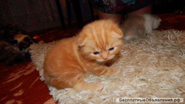 Котят