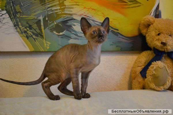 Котята Корниш-Рекс