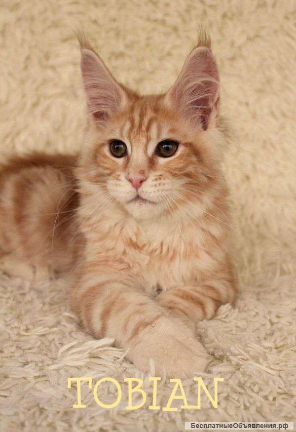 Котенок мейн кун