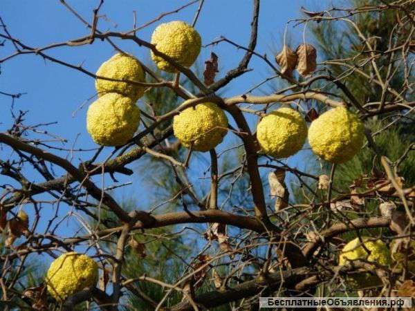 Плод адамового яблока