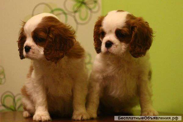 Кавалер Кинг Чарльз Спаниеля окрасов бленхейм