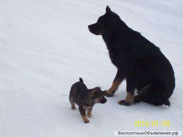 Отдам в хорошие руки