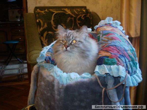 Лежак-переноску для кошек и мелких собак