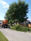 Удаление деревьев в Москве и Московской области
