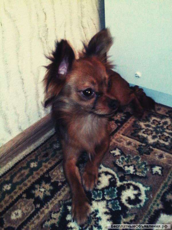Чихуахуа щенок