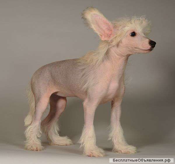 Щенки китайской хохлатой собаки