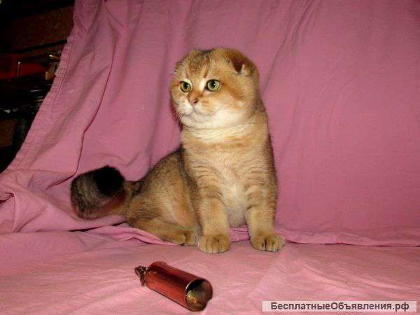 Шотландский золотой тиккированный котик