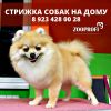 Стрижка собак и кошек на дому, с обслуживанием, как в салоне