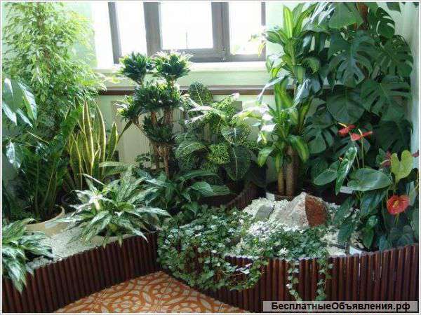Фитодизайн интерьера, зимние сады