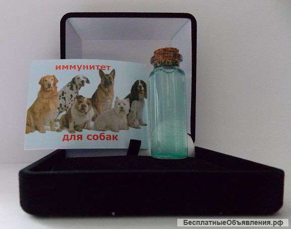 Иммунитет для кошек и собак