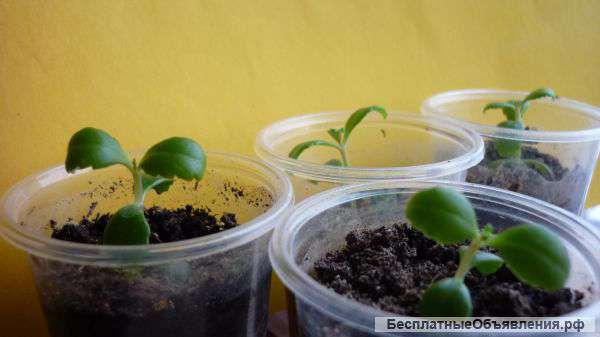 Каланхоэ (чихалочка)