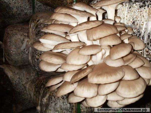 Семена вешенки (комплект)