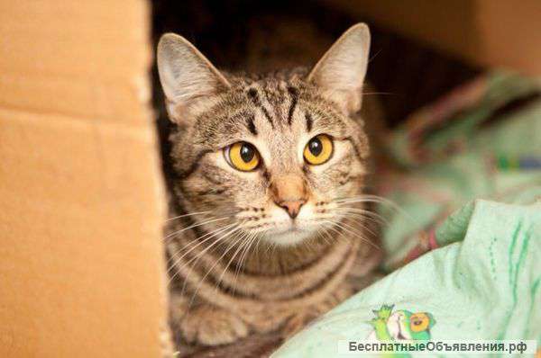 Трогательная котобарышня Даша в поисках дома и любящей семьи