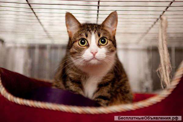 Подарите дом "тургеневской" кошечке Асе