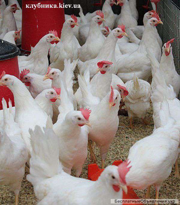 Натуральні домашні кури з доставкою