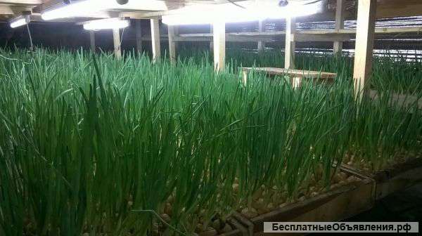 Зеленый лук