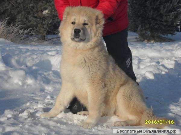 Охрана и друг