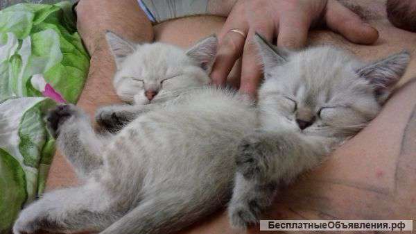 Британские котята