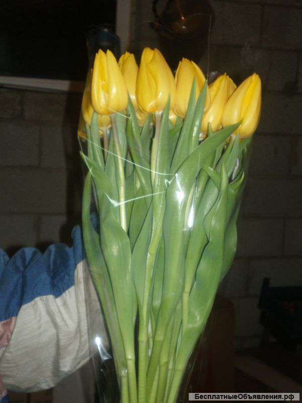Тюльпаны оптом