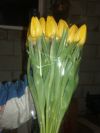 Тюльпаны оптом