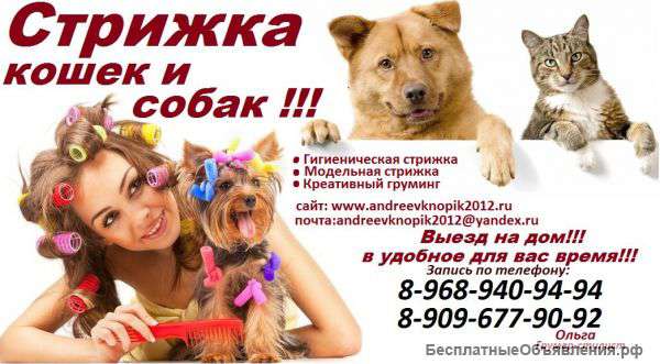 Стрижка кошек и собак(животных)