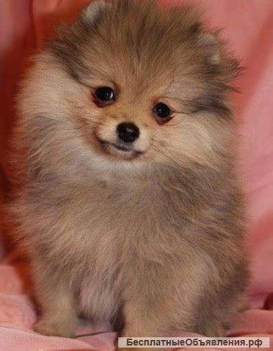 Щенки померанского шпица