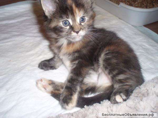 Котенок мейн-кун