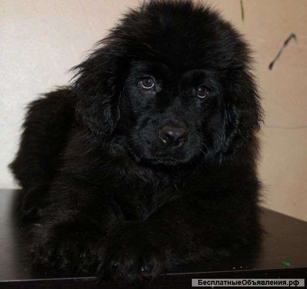 Черный принц Ньюфаундленд