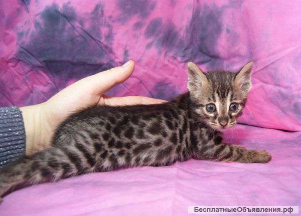 Бенгальский котик редкого угольного окраса