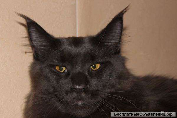 Кот Голубых Кровей