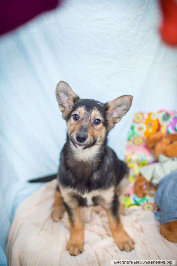 Симпатичные щенки метисы овчарки