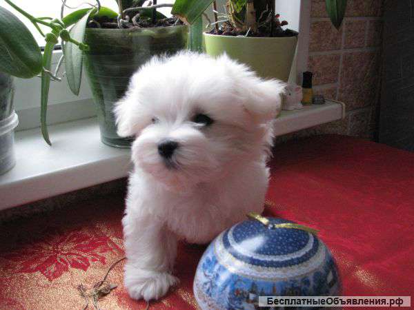 Мальтезе из питомника мальтезе
