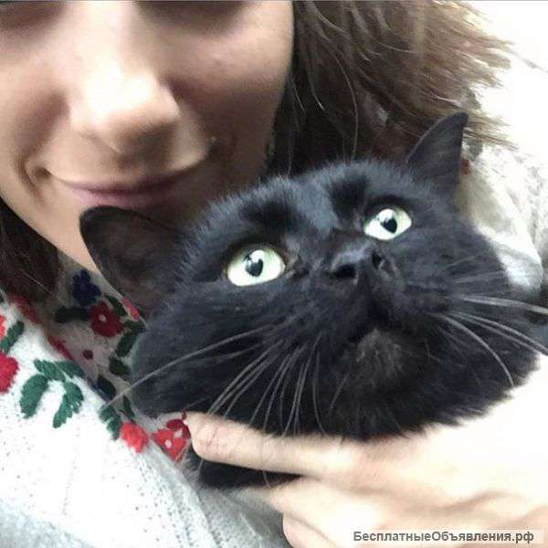 В хорошие руки добрый красавец