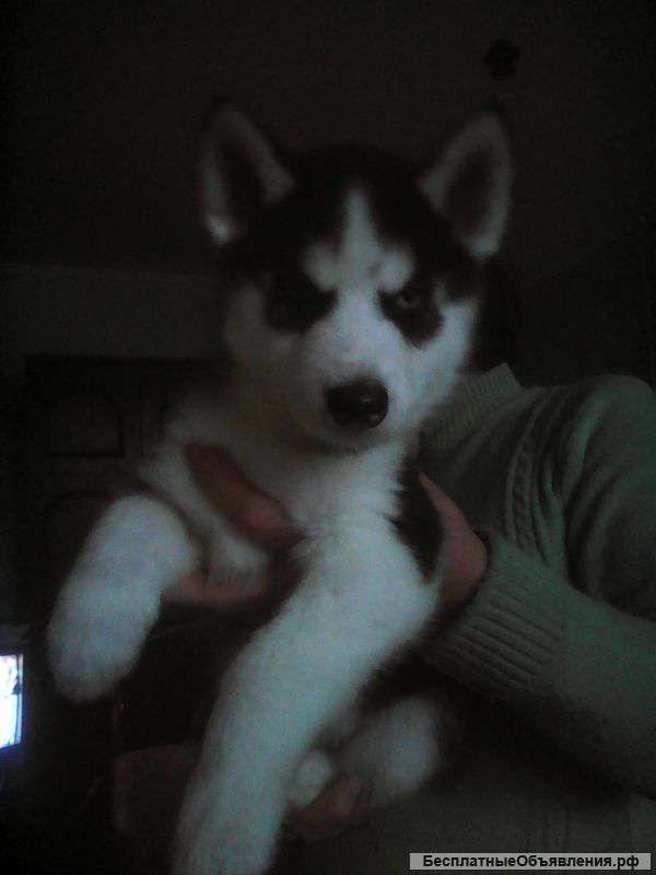 Щенки сибирской хаски