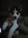 Щенки сибирской хаски