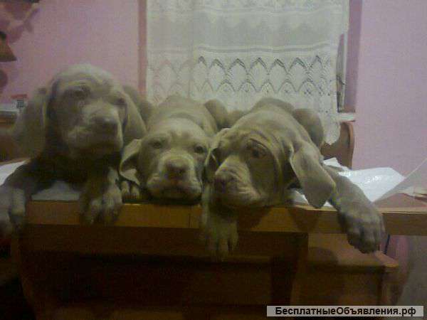 Мастино Неаполетано