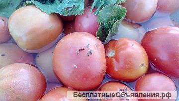 Соленые помидоры зеленые и красные оптом от 40р/кг